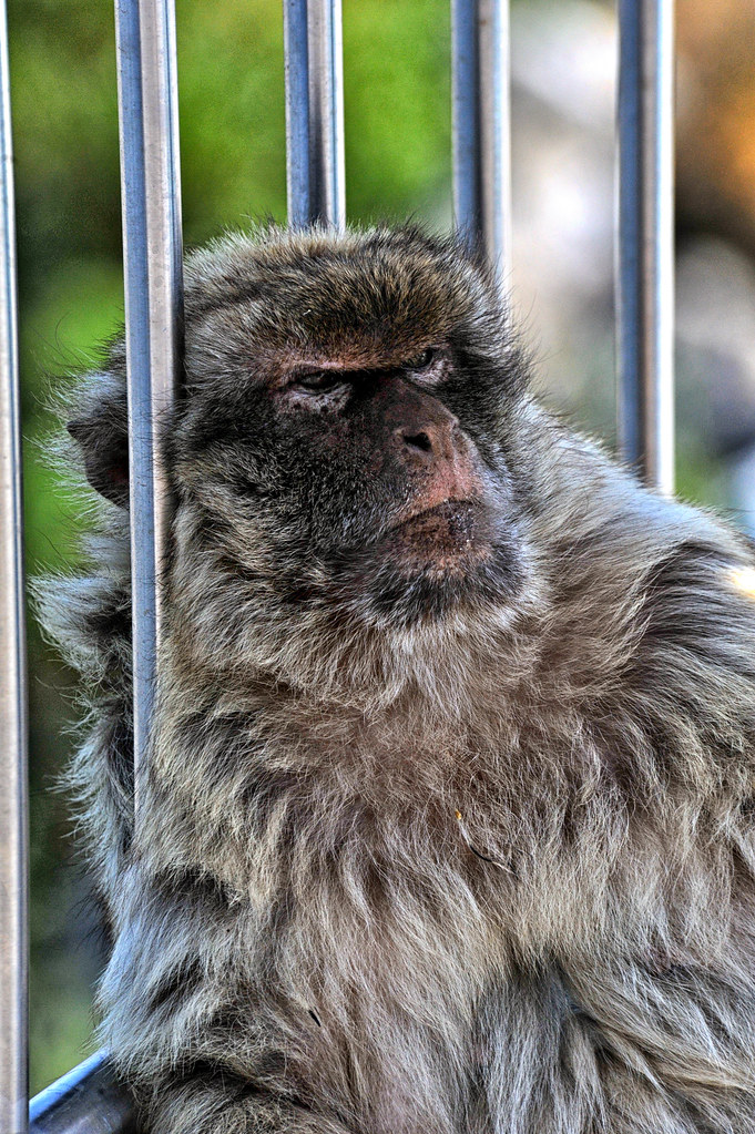 One of the Famous Monkeys of Gibraltar Andres Alvarado Flickr