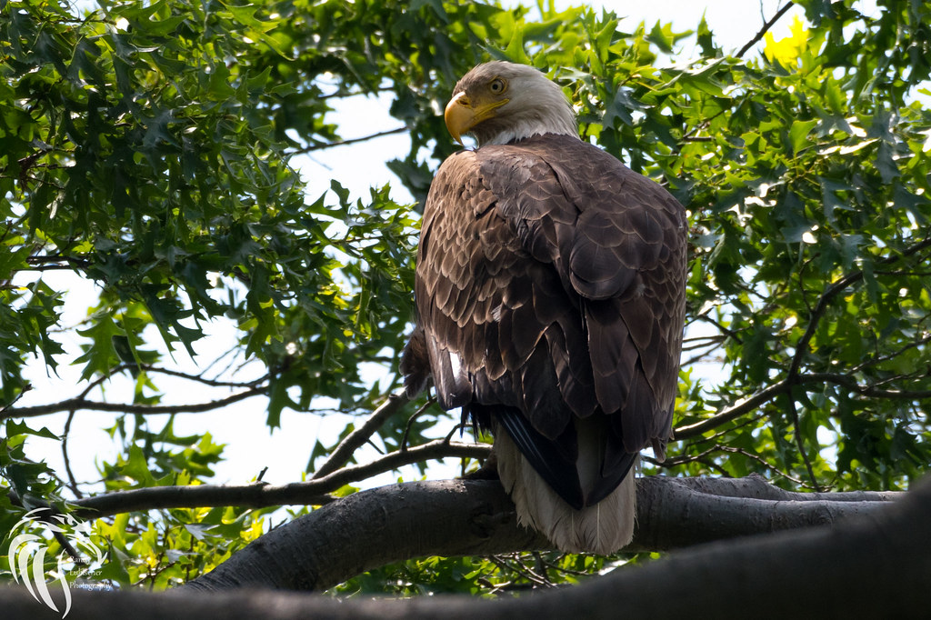 Bald Eagles of New Jersey 23 NEW JERSEY’S BALD EAGLE POP… Flickr
