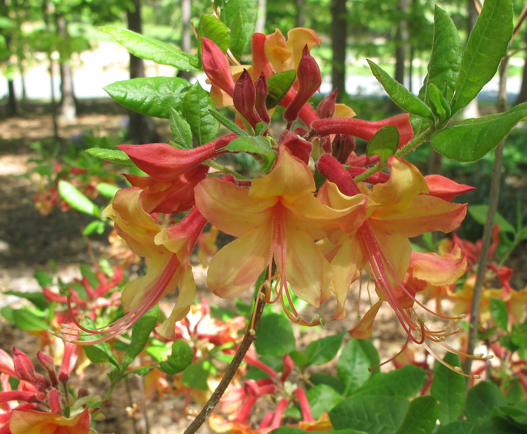 Orange Azalea At The National Arboretum This one was a stu… Flickr