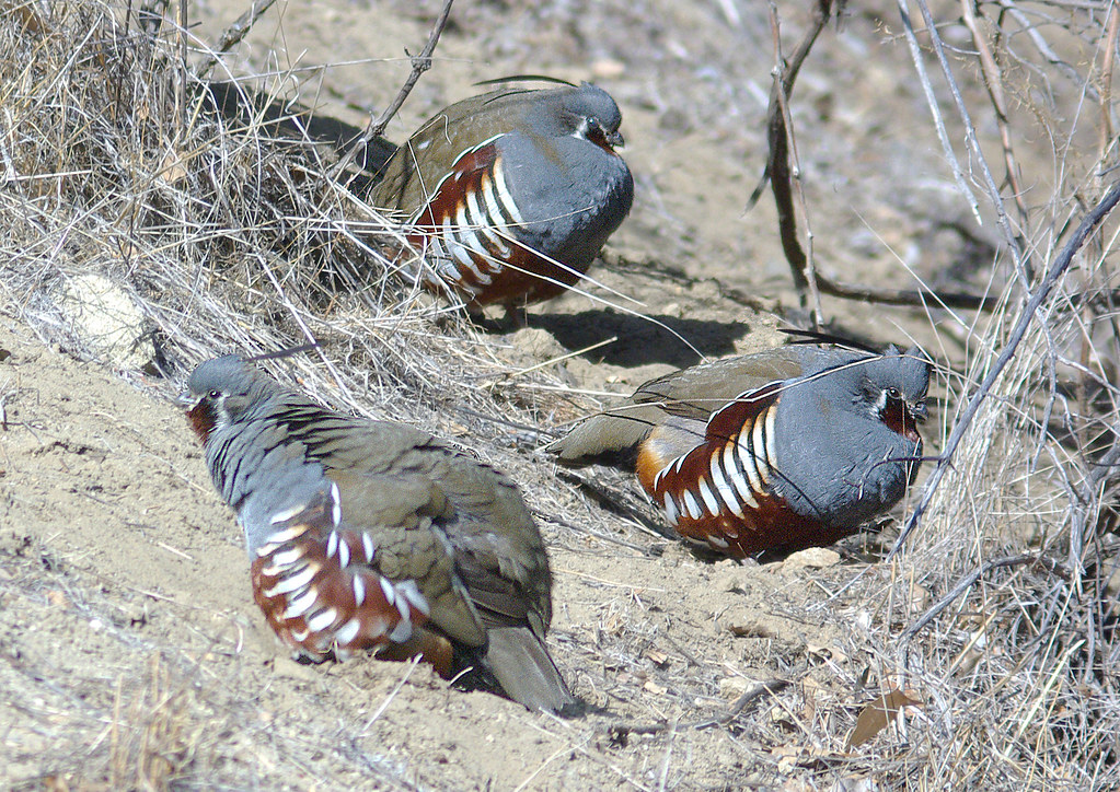067 MOUNTAIN QUAIL (112307) carrizo plain nat mon, slo… Flickr