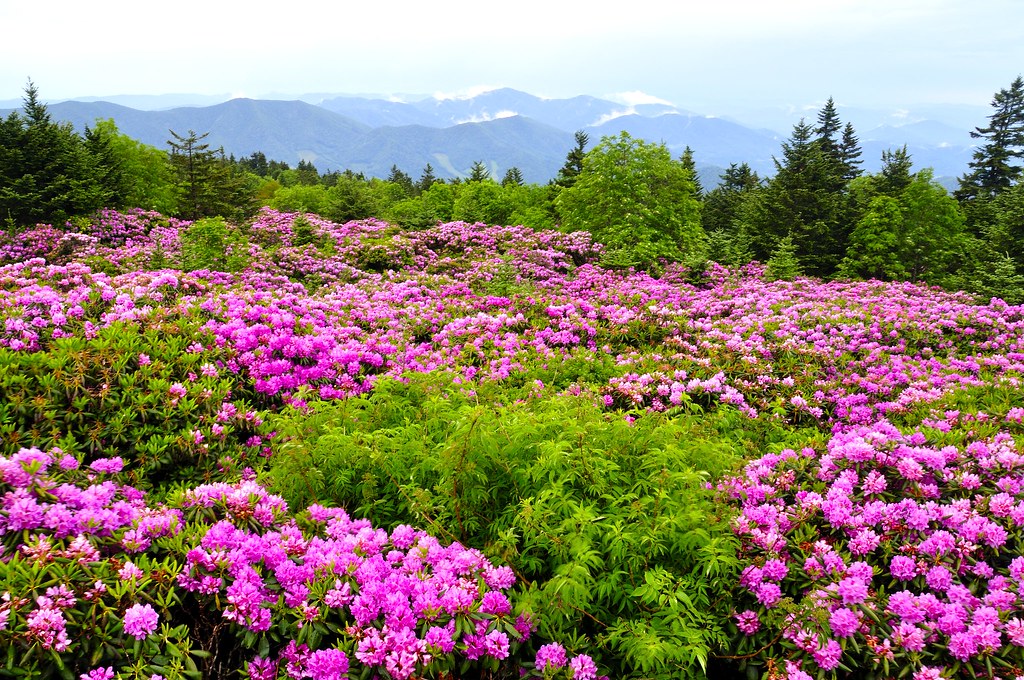 Roan Mountain Lookout Roan Mountain, NC/TN border, USA Flickr