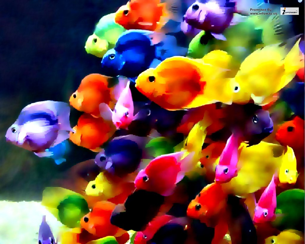 Beautiful colorful fish ocean wallpaper Beautiful colorful… Flickr