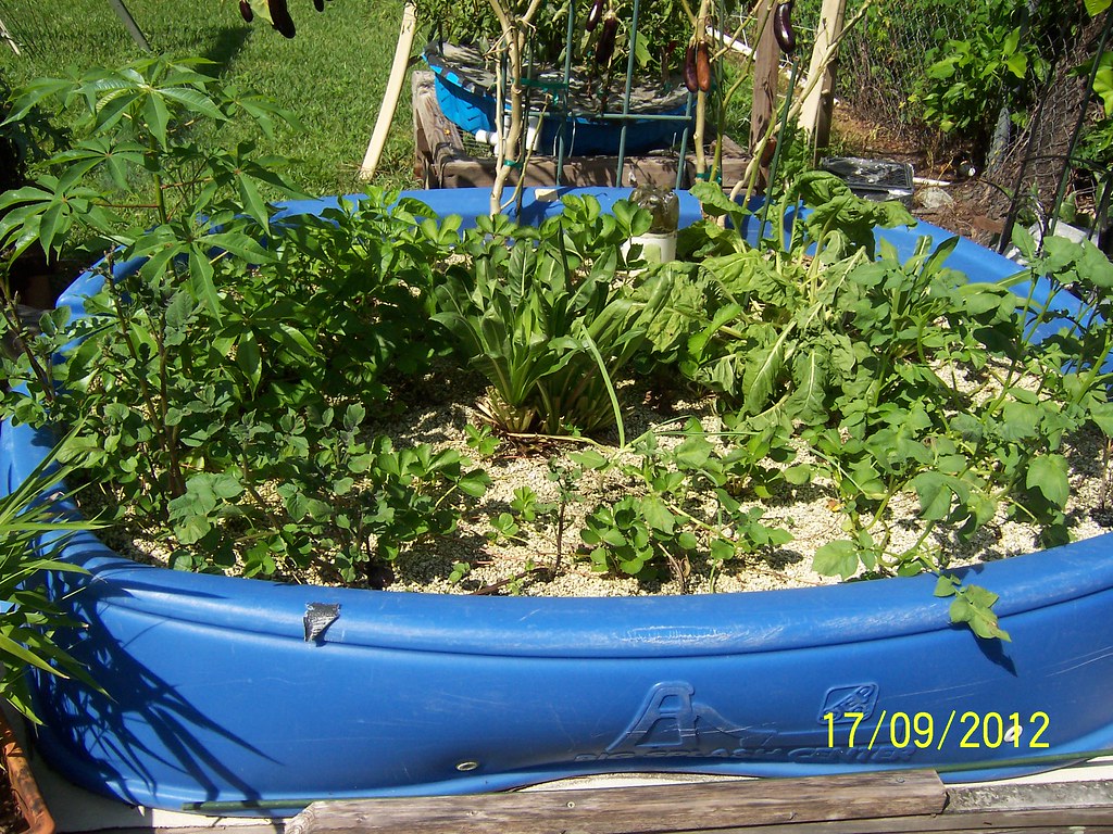 floss silk tree grown in outdoors hydroponics using my Square foot