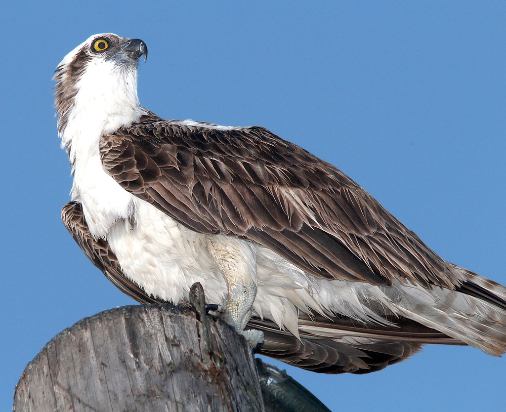 205 OSPREY (31013) key west, monroe co, fl (4) Flickr