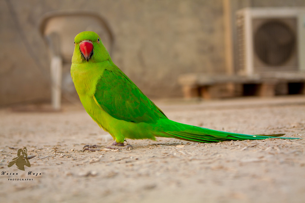 green parrot Hasan Raza Flickr