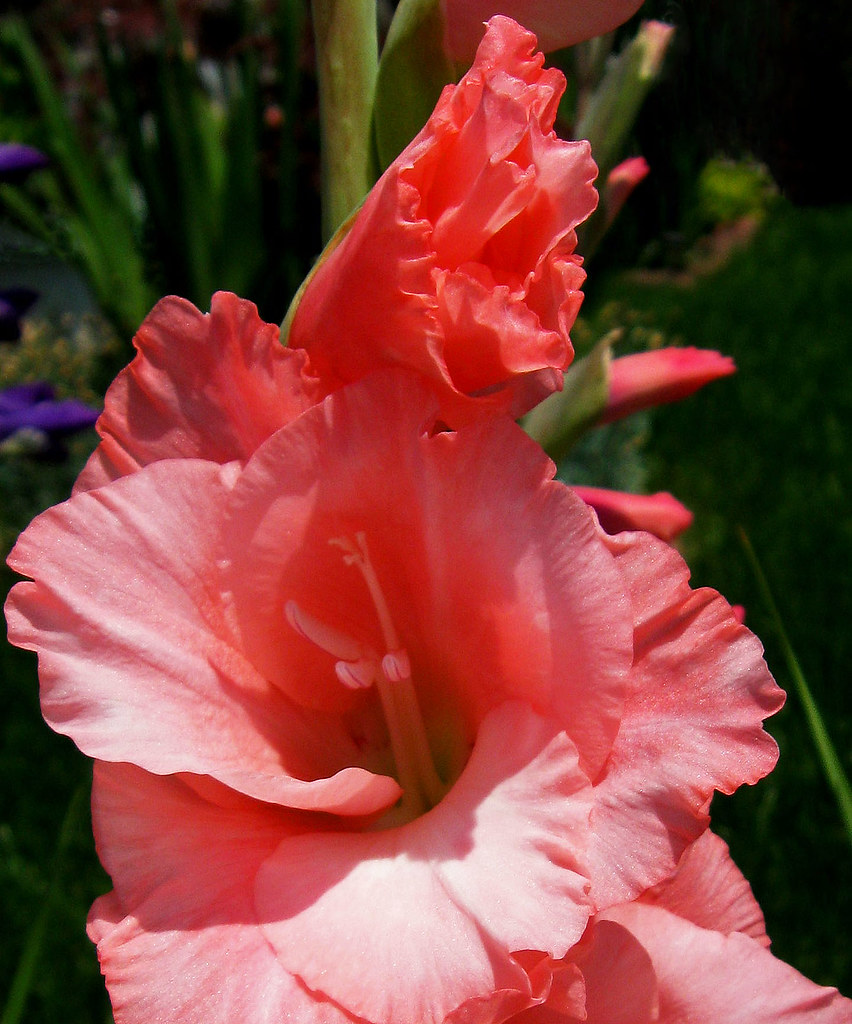 Gladiolus Beautiful Gladiolus flowers, seen outside of a h… Flickr