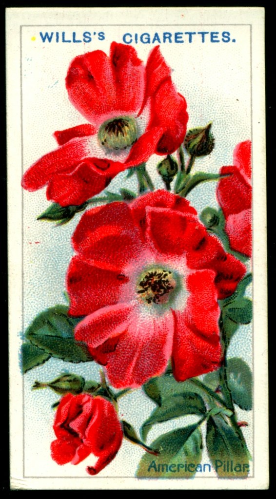 Cigarette Card American Pillar Rose Wills's Cigarettes "… Flickr