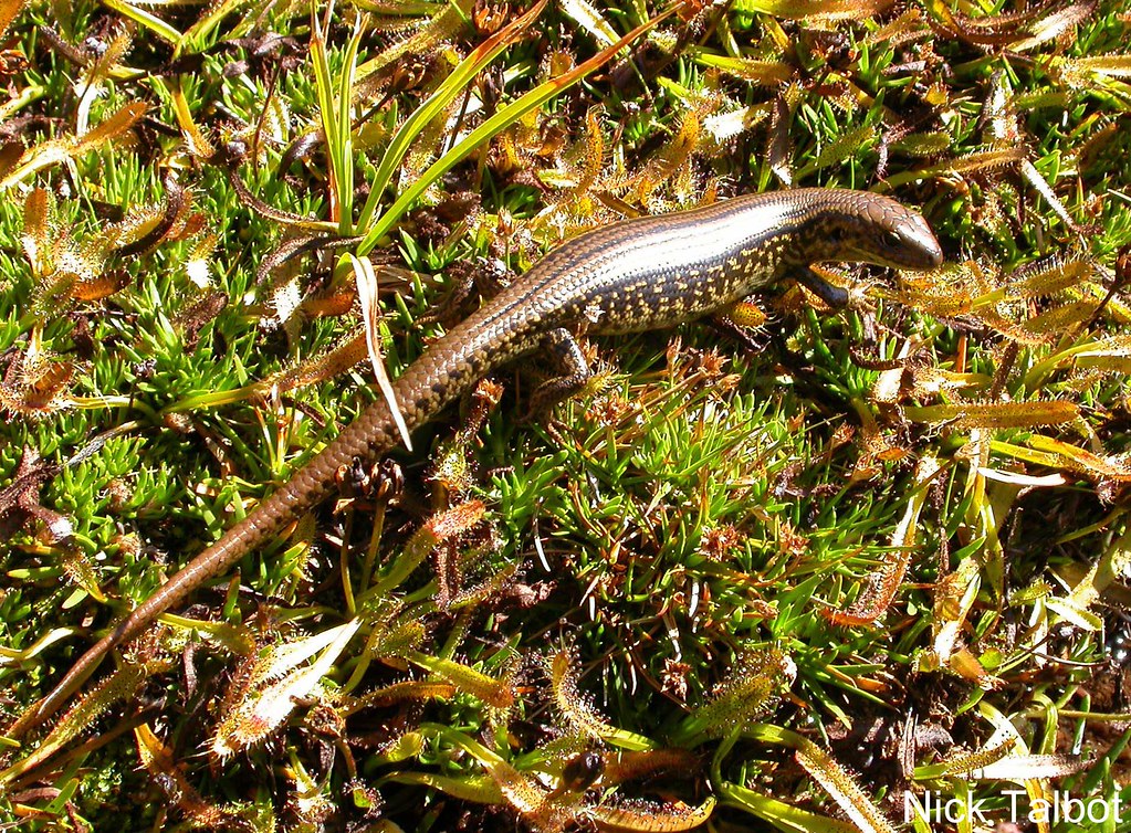 Alpine Water Skink (Eulamprus kosciuskoi) Copyright Nick