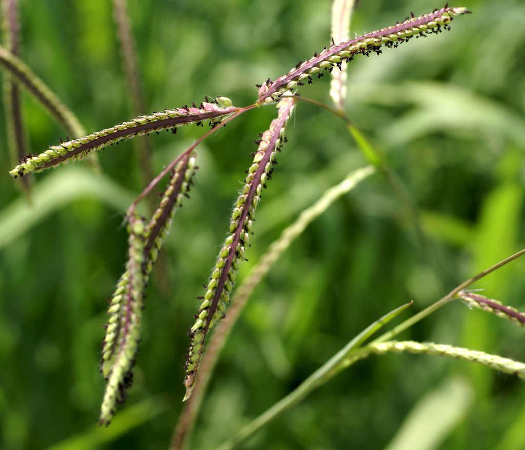 Gras, Dallis / caterpillar grass (Paspalum dilatatum) a photo on
