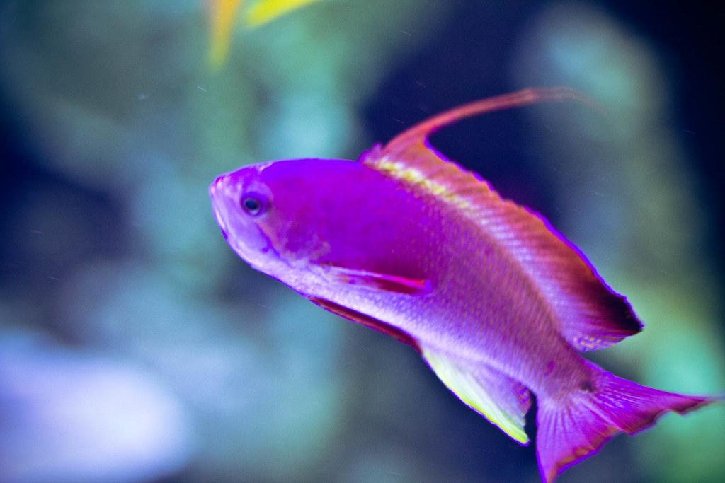 Pinkpurple fish moodybq Flickr