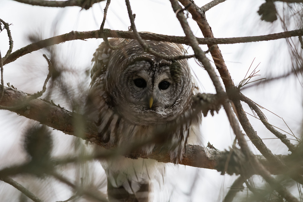 Barred Owl Prepares to Attack Me I couldn't believe it d… Flickr