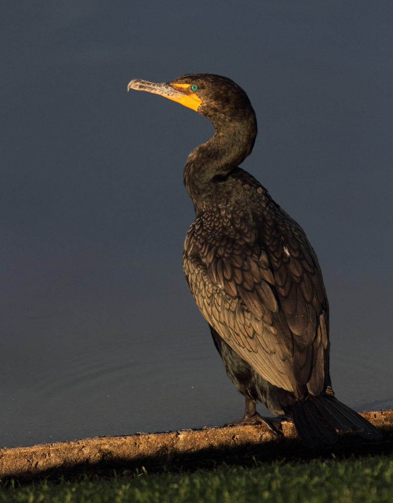 Double Crested Cormorant Florida, USA More at www.andrewmo… Flickr