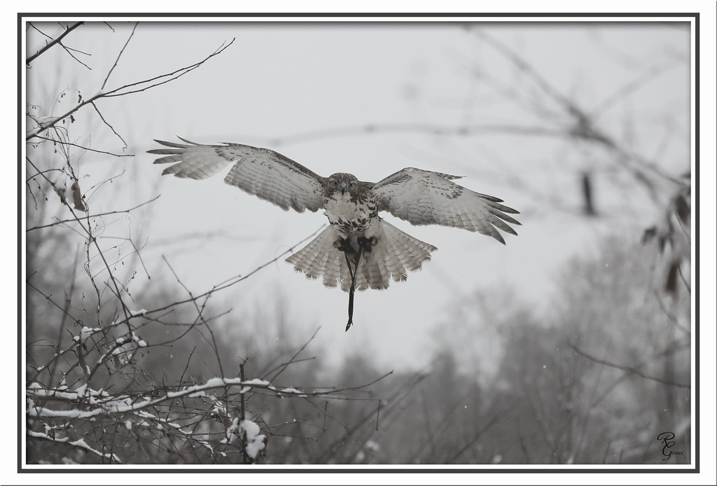 January 24 2015 3 Framed Rob Giroux Flickr