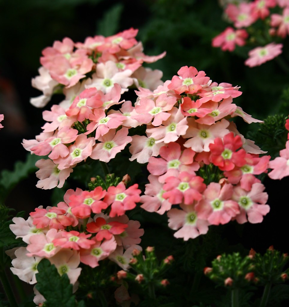 .VERBENA 'Empress Flair' Roy Lomas Flickr