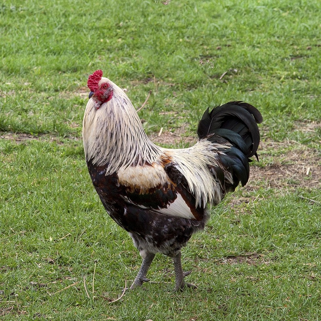 Easter Egger Rooster Flickr