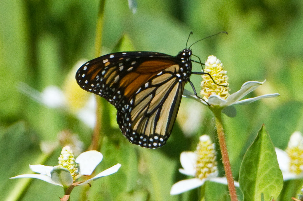 Monarch Butterfly San Diego County, California, US BJ Stacey Flickr