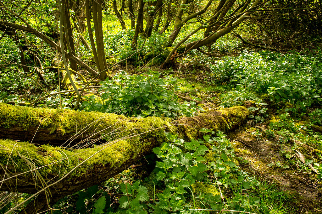 Woodland Campsall Country Park, Doncaster. Processed in Li… Flickr