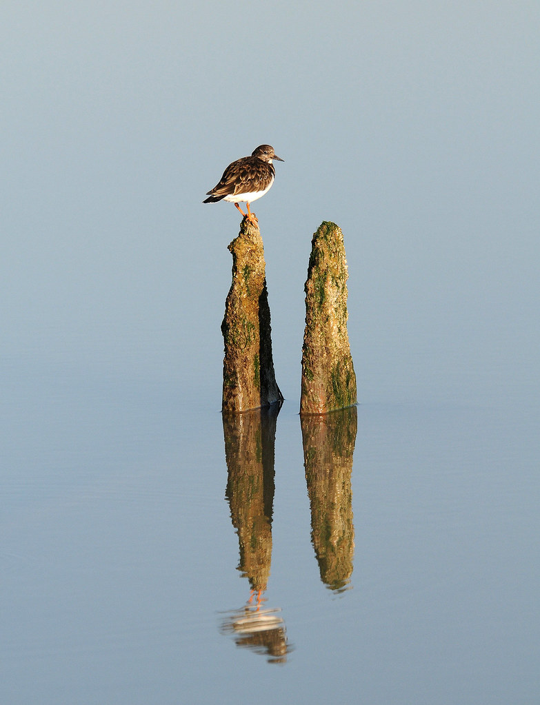 Turnstone at St Marys Low tide at St Mary's Bay, Dymchurch… Flickr