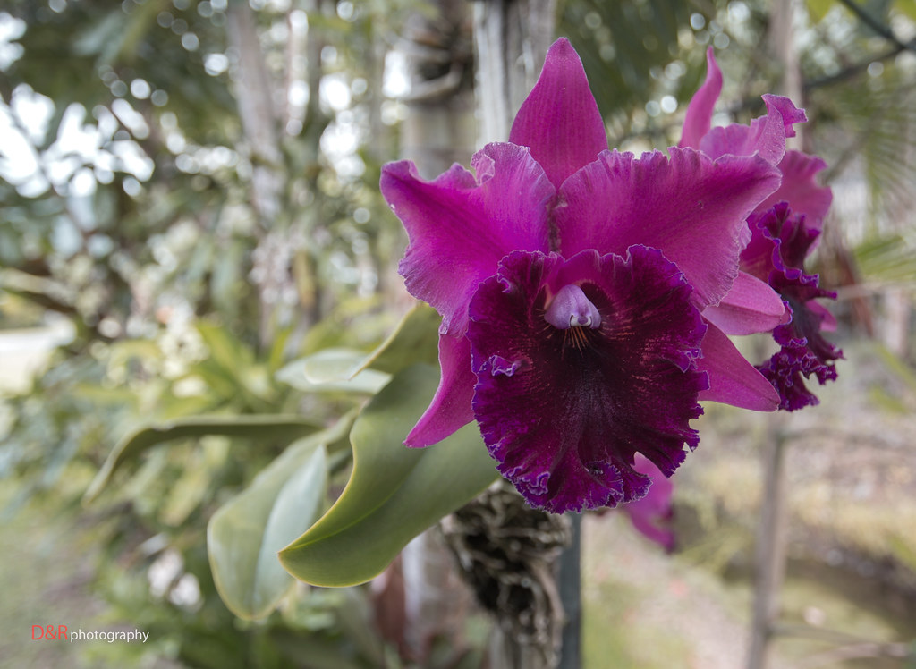 Dosie Imagery Airlie Beach Australia... Been a while fol… Flickr