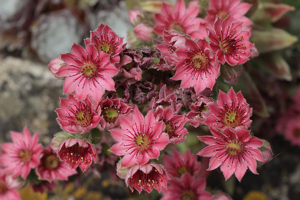 Rock plant Rock plant, taken at Parham house gardens Susse… Brian