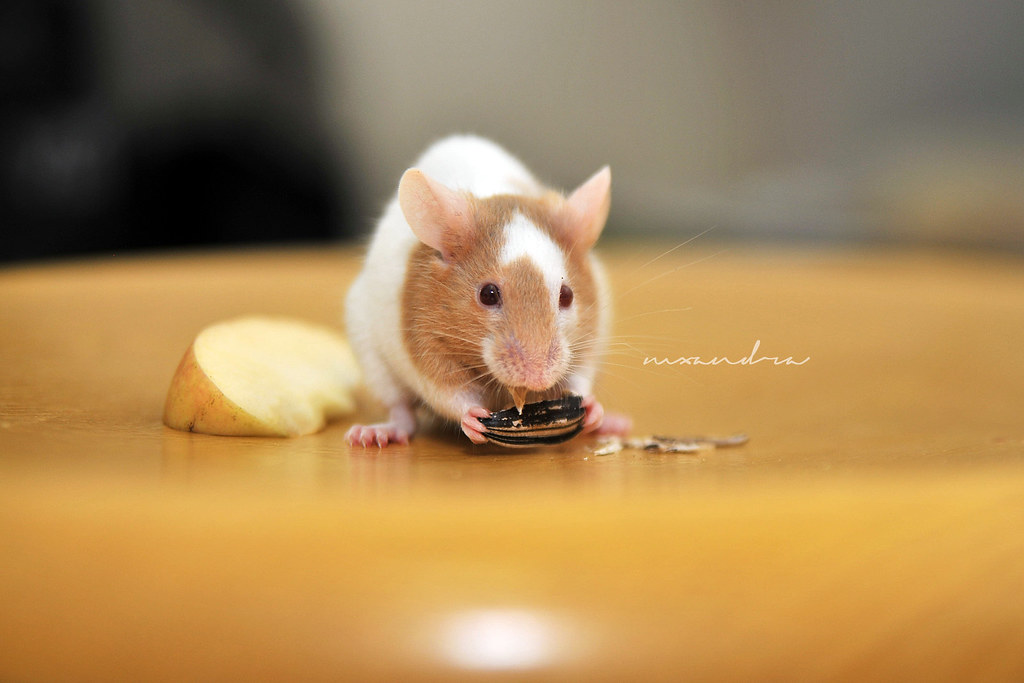 6630_4R Often people think that mice and rats are dirty cr… Flickr