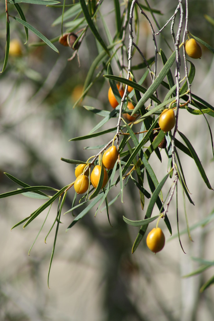 Native Apricots Native to the area Pittosporum along the w… Flickr