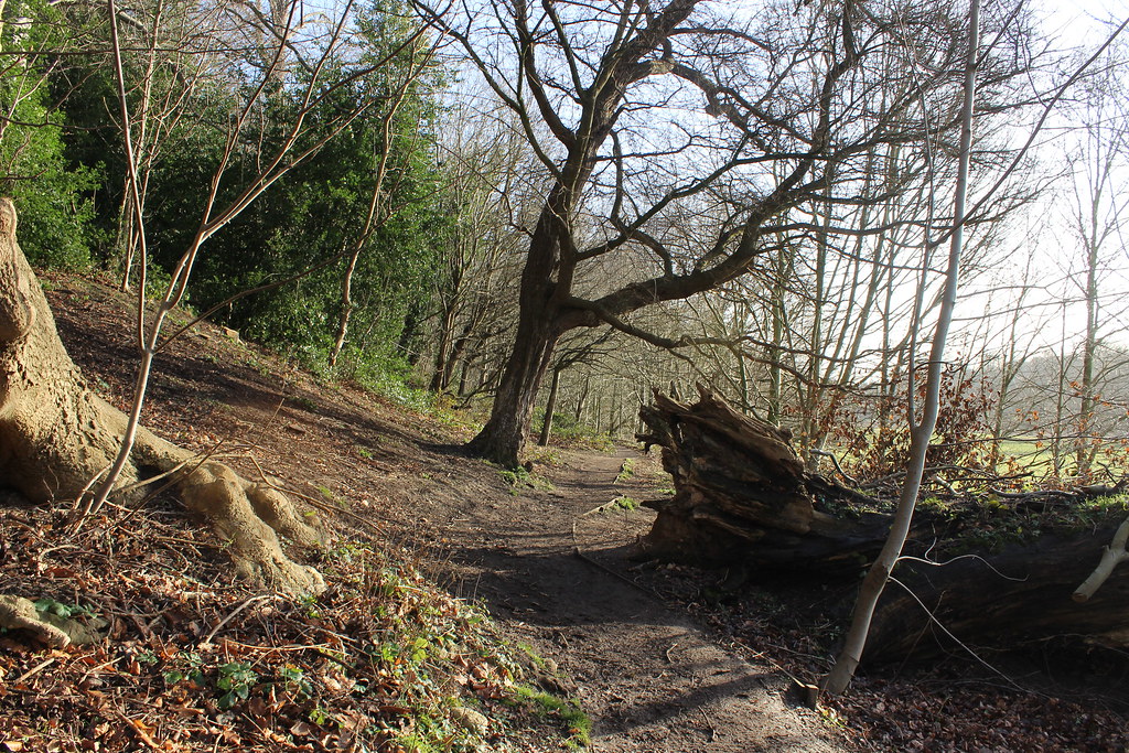 IMG_0325 CoedyGlyn Wood, Wrexham Rebeccawithers Flickr