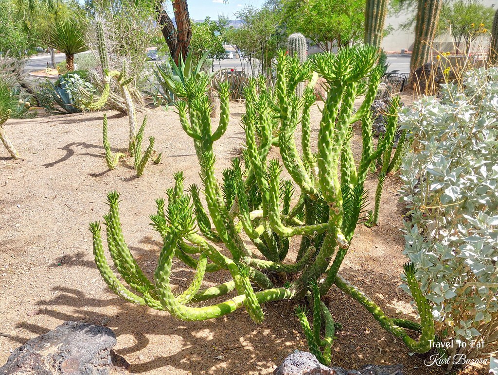 Eve's Needle Cactus, Eve's Pin Cactus (Austrocylindropunti… Flickr
