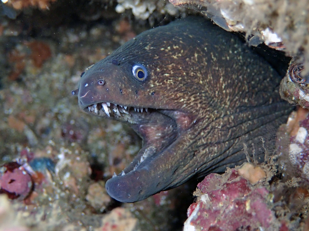 Moray Eel 12 of the Deadliest Killer Fish in the World
