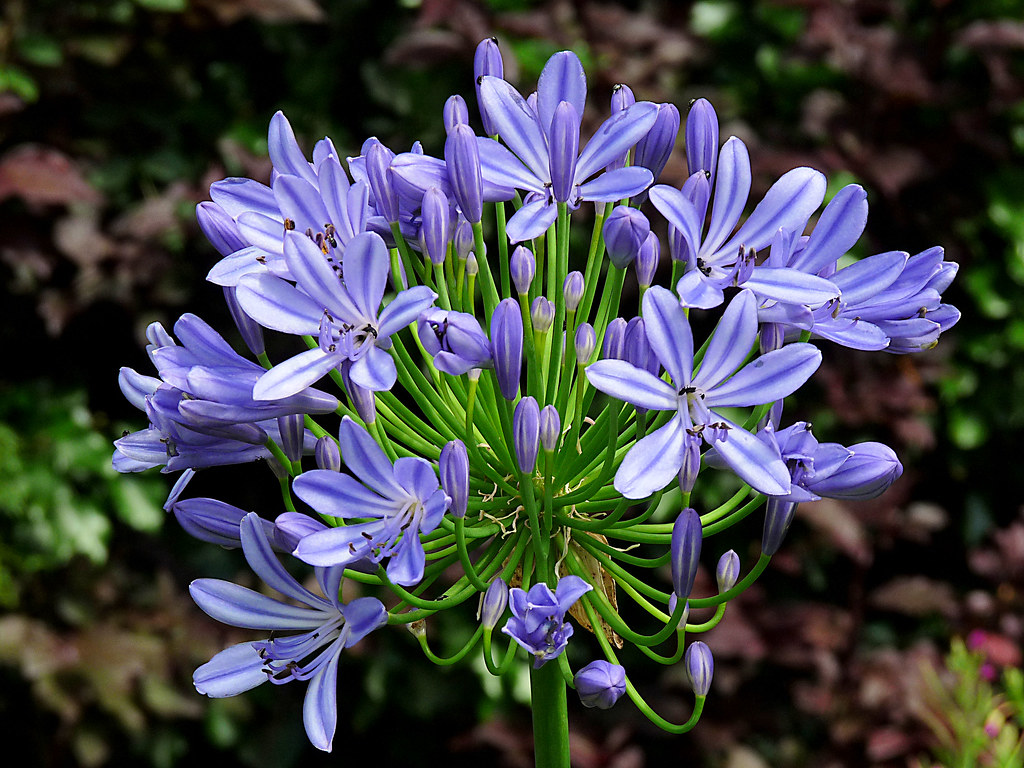 Agapanthus Bulbs bought in Scilly and now flowering in our… Flickr