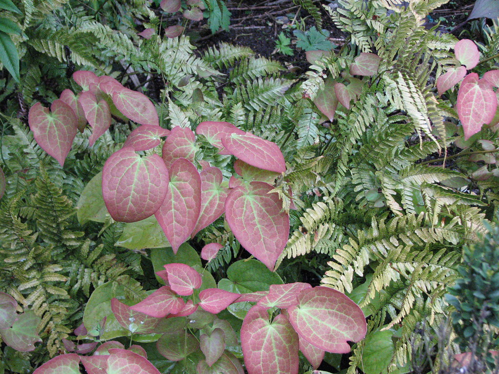 Epimedium 'Orange Queen' Alex LaVilla Flickr