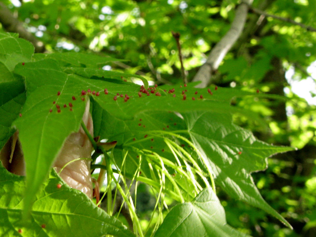 Spindle Galls maraca1 Flickr