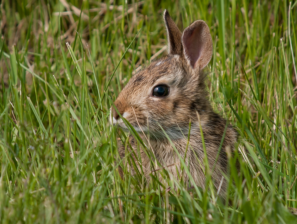 Leafy Greens A young Cottontail rabbit stops grazing and t… Flickr