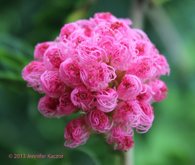 Powder Puff Tree Loving my new Powder Puff Tree! Jennifer Kaczor Flickr