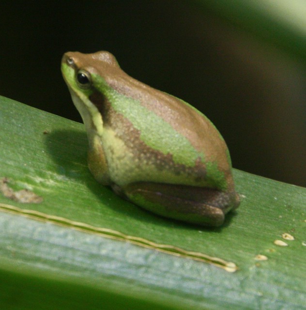 Tiny Frog Taronga Zoo, Sydney, New South Wales, Australia Adam