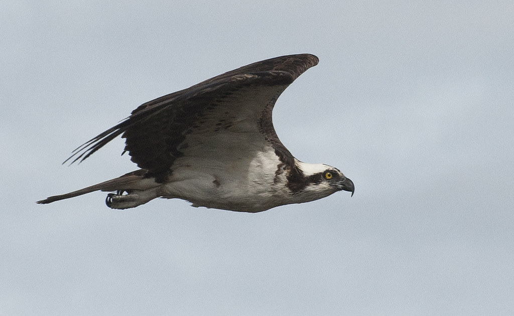 Osprey in Flight A series of inflight osprey shots. vladeb Flickr