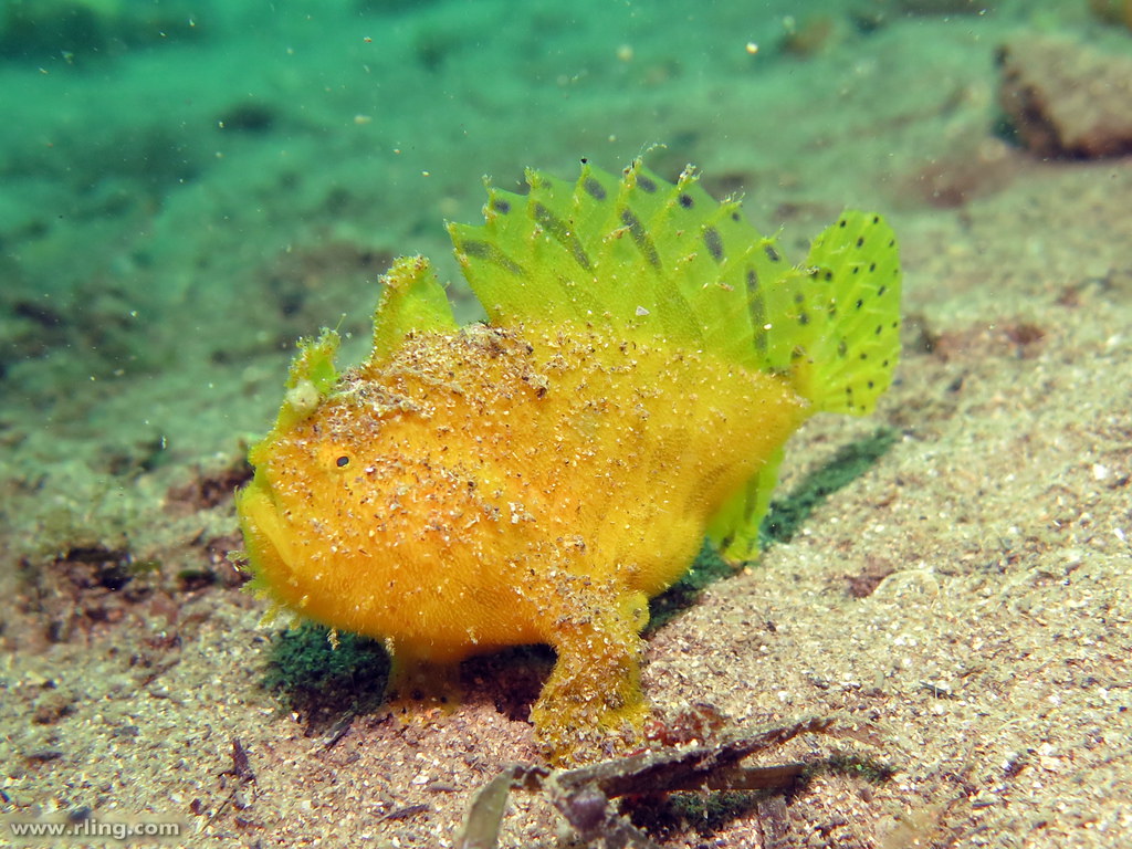 Striped Anglerfish A small Striped Anglerfish (Antennarius… Flickr