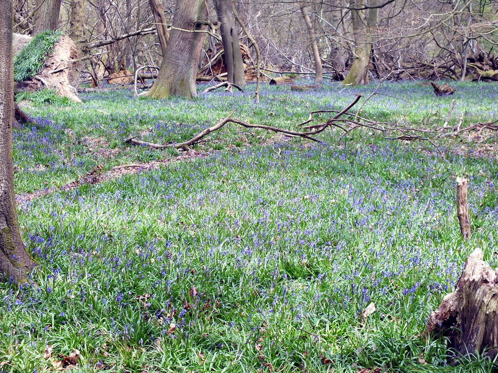 Bluebell Glade 4 Agnn Foon Flickr