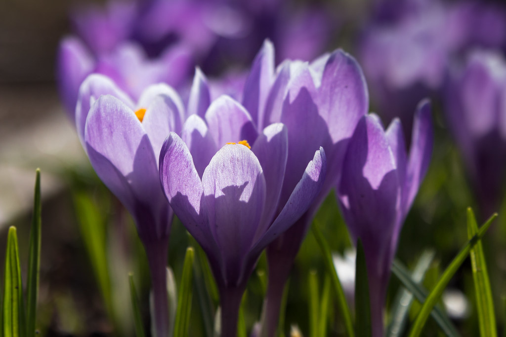 Kukka Gurinchi at Erich Pipes blog