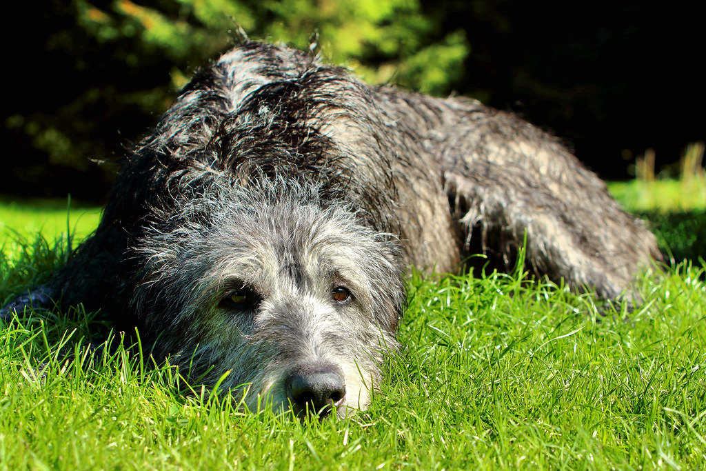 Drew Irish Wolfhound We gave Drew a shampoo and hose dow… Flickr