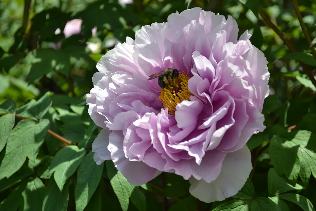 At Last…May Flowers Brooklyn Botanic Garden