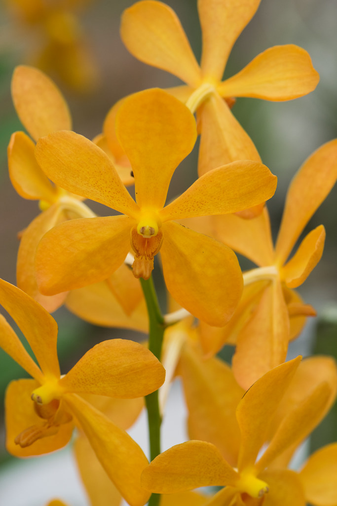 Yellow orchids Kuching Orchid Park, Sarawak, Borneo, Malay… Thomas
