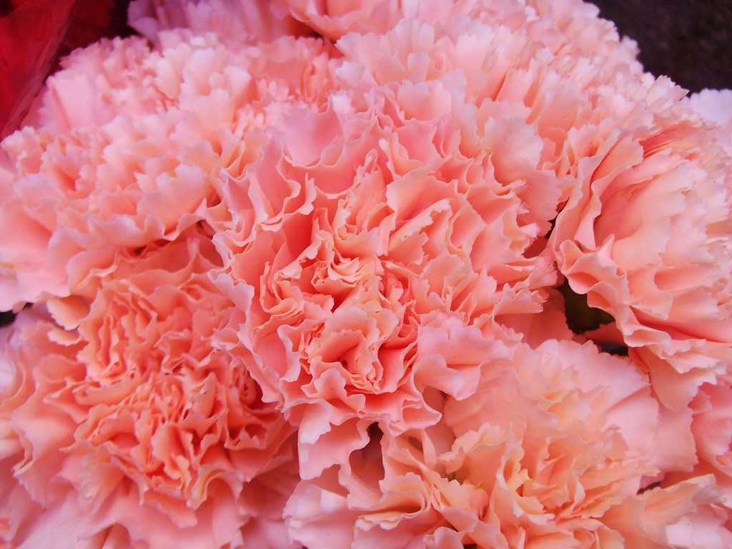 Clavelitos, clavelitos, clavelitos de mi corazón...... Flickr