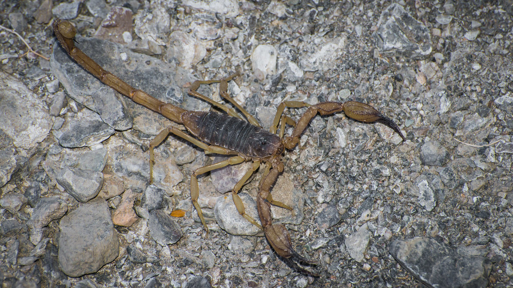 moasic canyon . death valley . simon's scorpion Peter Rivera Flickr