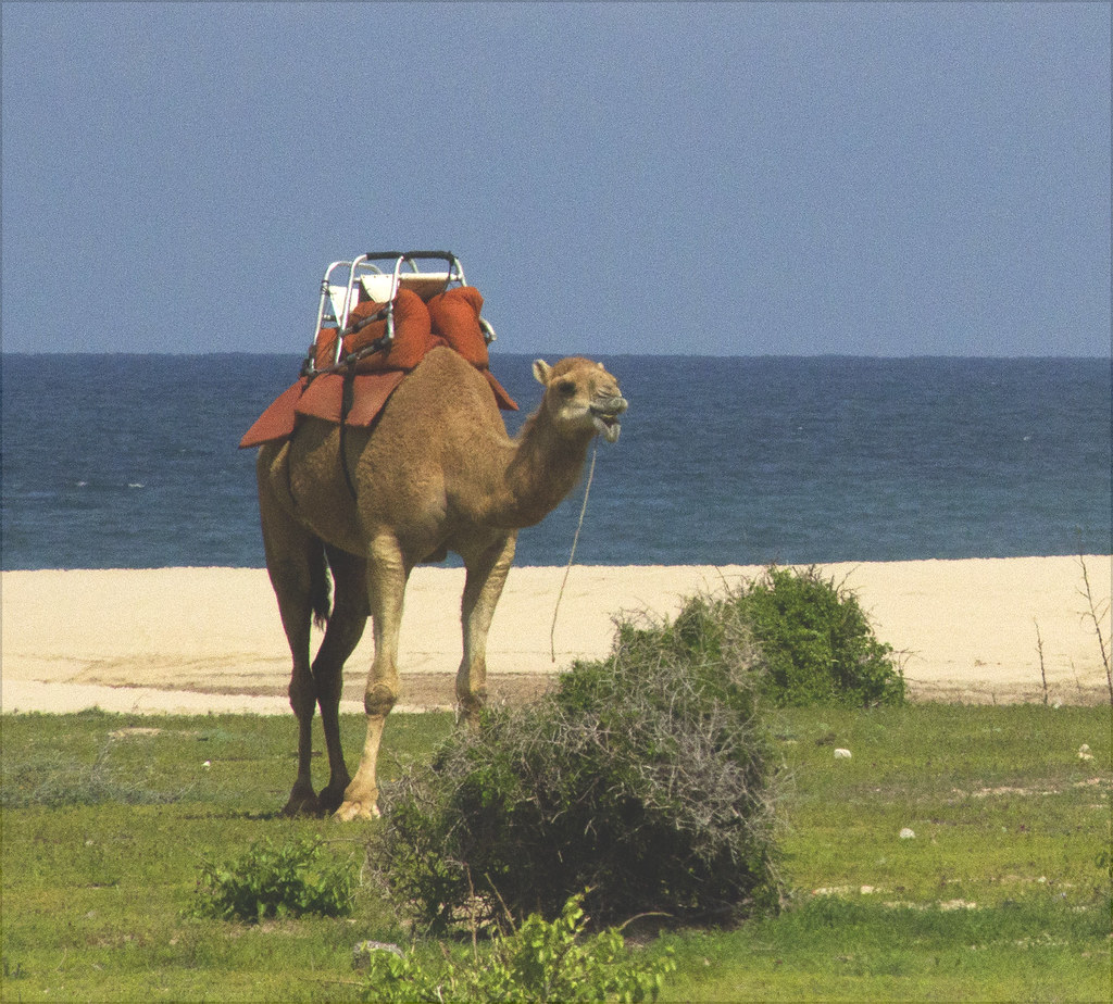 Camels in Mexico Laine MacWilliam Flickr