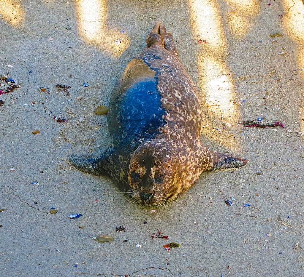 Harbor seal (Spanish foca)[Phoca vitulina, family Phocida… Flickr