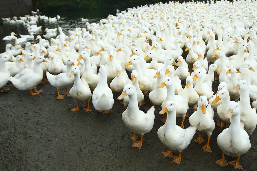 Lovely ducks' training time. Attention! At Ease! Salute! Flickr