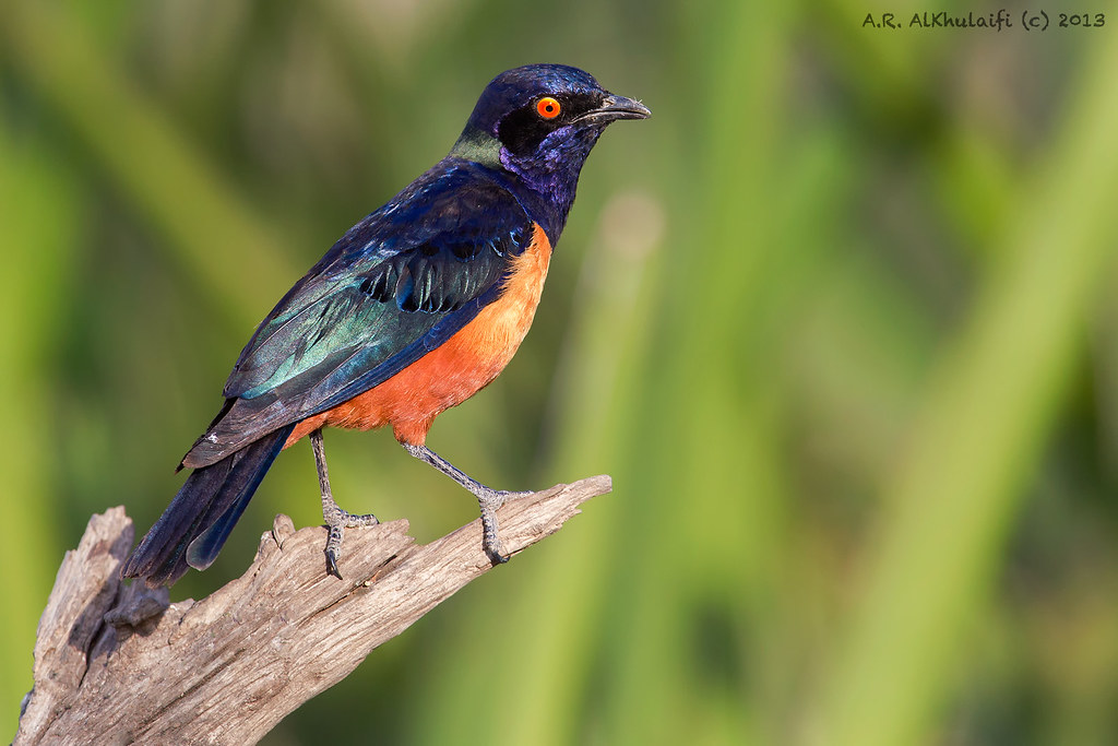 Hildebrandt's Starling Hildebrandt's Starling is a species… Flickr