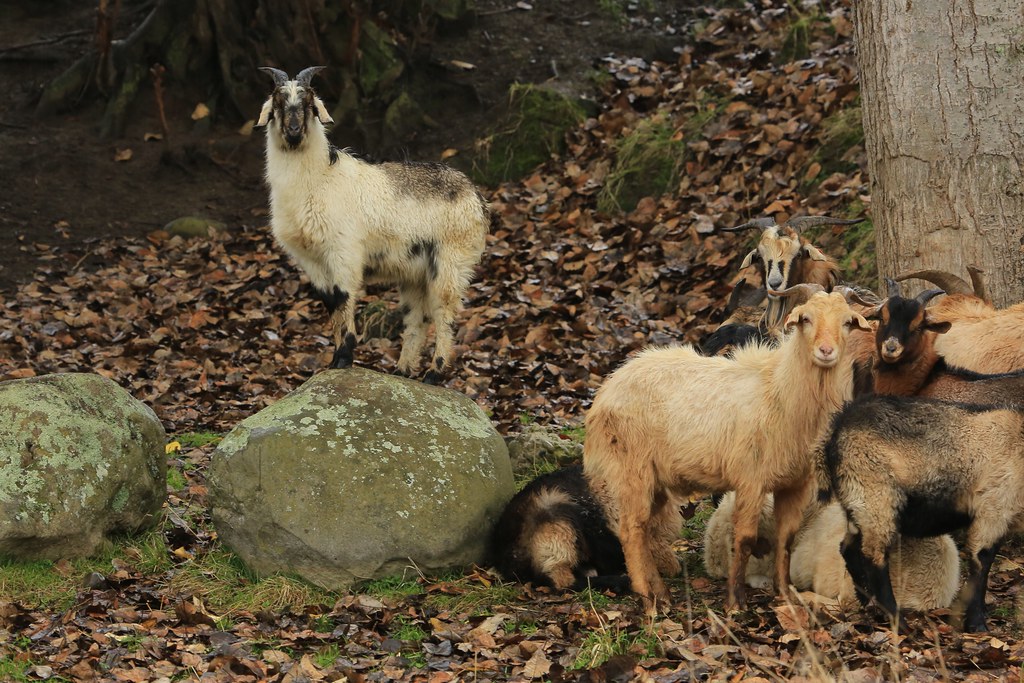 Goats Sheltering Cold Wet Weather Taihape New Zealand Flickr