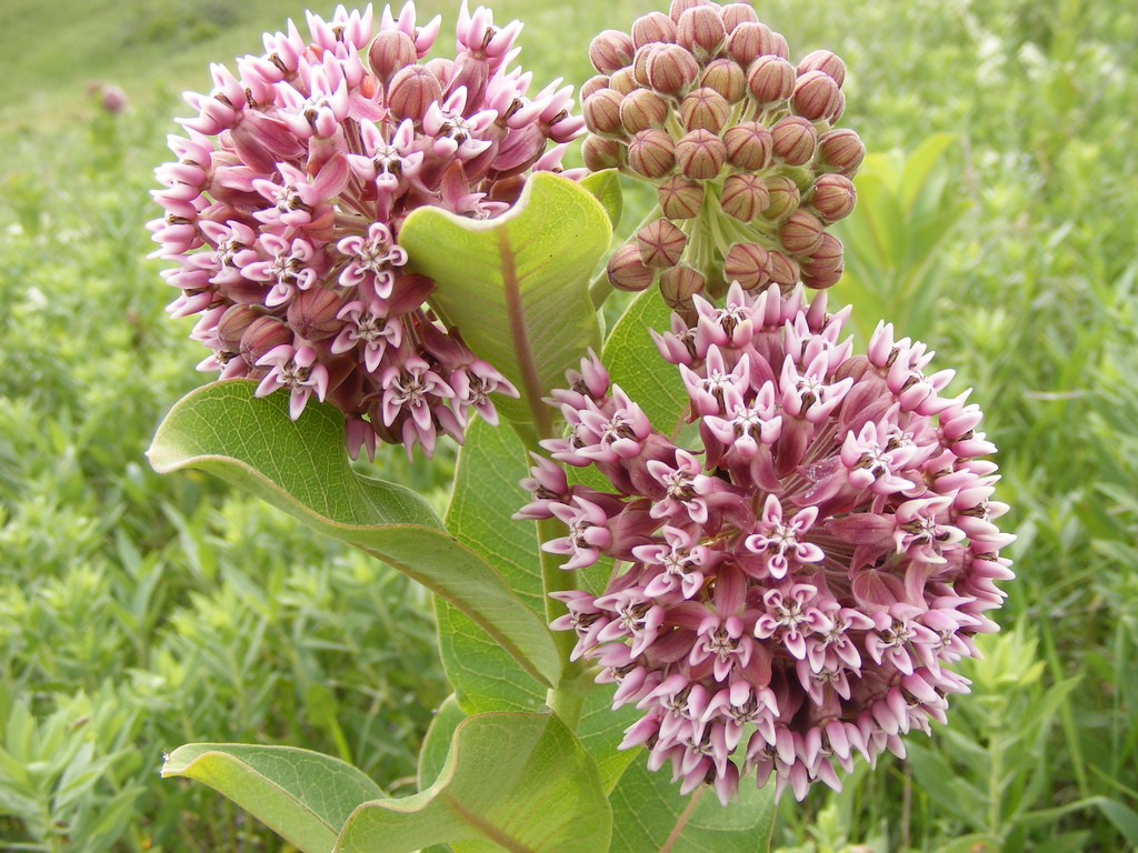 Common Milkweed Once a common, and often thought of as a w??? Flickr